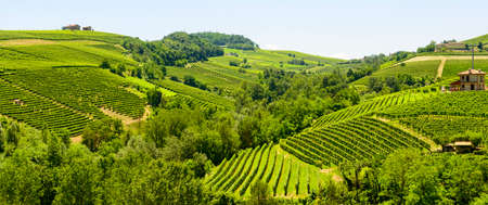Summer landscape in Langhe (Piedmont, Italy), with vineyards