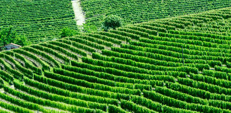 Summer landscape in Langhe (Piedmont, Italy), with vineyardsの写真素材