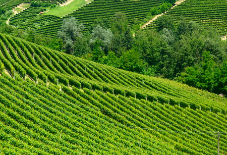 Summer landscape in Langhe (Piedmont, Italy), with vineyards