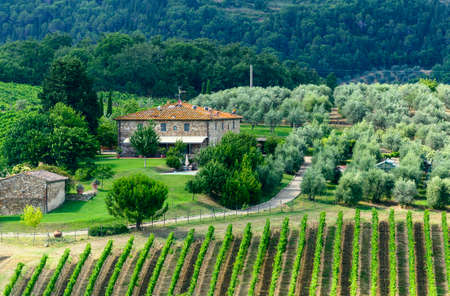 Landscape in Chianti (Florence, Tuscany, Italy) with vineyards and olive trees at summer