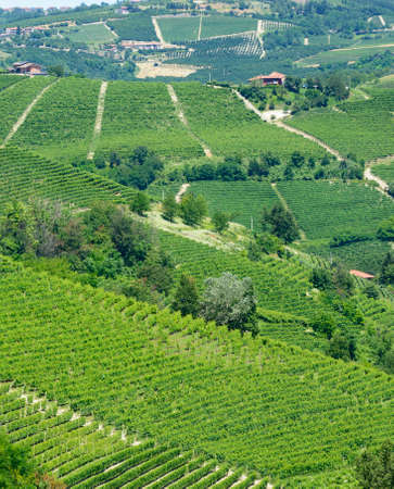 Summer landscape in Langhe (Piedmont, Italy), with vineyardsの写真素材