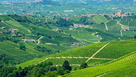 Summer landscape in Langhe (Piedmont, Italy), with vineyardsの写真素材