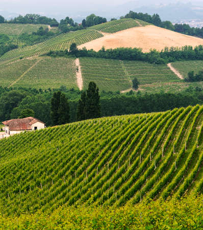 Landscape in Langhe (Cuneo, Piedmont, Italy) at spring. Vineyardsの写真素材