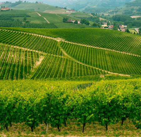 Landscape in Langhe (Cuneo, Piedmont, Italy) at spring. Vineyardsの写真素材