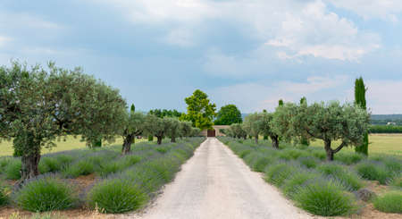 Typical farm in Provence (France) with lavender and olive trees at spring (june)の写真素材