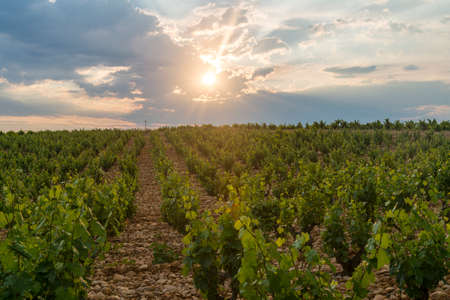 Rural landscape near Orange (Vaucluse, Provence-Alpes-Cote d'Azur, France) in a spring evening (june). Vineyardの写真素材