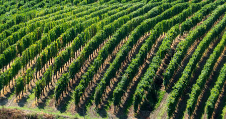 Summer landscape in Oltrepo Pavese (Pavia, Lombardy, Italy) at summer (August) with vineyards
