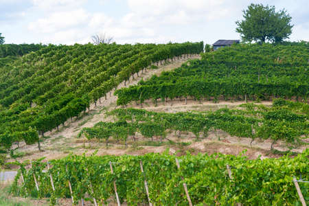 Summer landscape in Oltrepo Pavese (Pavia, Lombardy, Italy) at summer (August) with vineyardsの写真素材