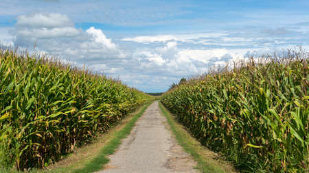 Country landscape between the Canal of Bereguardo and Morimondo (Milan, Lombardy, Italy) at summer....
