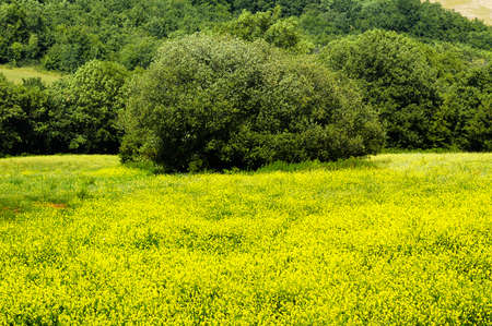 Country landscape in Herault (Languedoc-Roussillon, France) at spring (June). FIeld of yellow flowersの写真素材