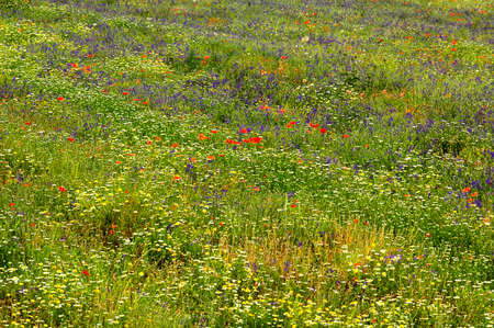 Verdon (Provence, France): a field with flowers at late spring (june)の写真素材