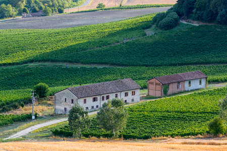 Summer landscape in Oltrepo Pavese (Pavia, Lombardy, Italy) at summer (August) with vineyardsの写真素材