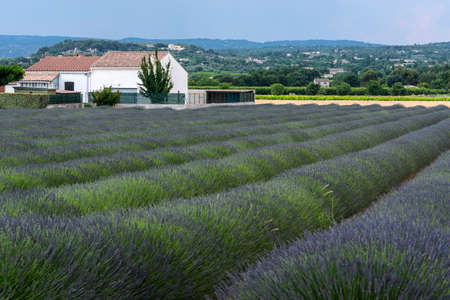 Field of lavender in Provence (France) at spring ((june)のeditorial素材