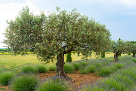 Typical farm in Provence (France) with lavender and olive trees at spring (june)の写真素材