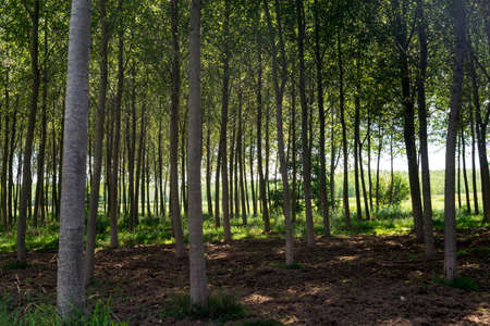 Naviglio of Bereguardo, a long canal from Abbiategrasso (Milan) to Bereguardo (Pavia, Lombardy, Italy)., with lane for bicycles and pedestrians. Woods of poplarsの写真素材