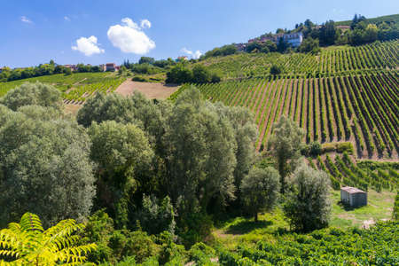 Summer landscape in Oltrepo Pavese (Pavia, Lombardy, Italy) at summer (August) with vineyardsの写真素材