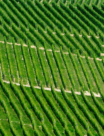 Landscape in Langhe (Cuneo, Piedmont, Italy) at spring. Vineyardsの写真素材