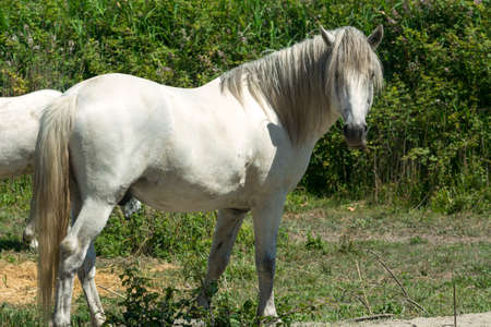 White horses at pasture in Camargue (Provence, France)の写真素材
