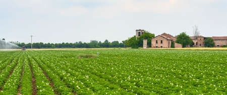 Field of potatoes at spring near Alesssandria (Piedmont, Italy). Rural landscapeの写真素材