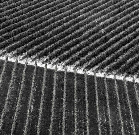 Landscape in Langhe (Cuneo, Piedmont, Italy) at spring. Vineyardsの写真素材