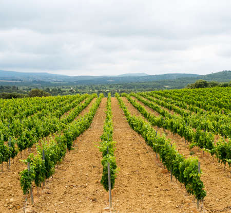 Vineyard in Languedoc-Roussillon, France, between Narbonne and Perpignan, at spring (june). Travelling by bicycleの写真素材