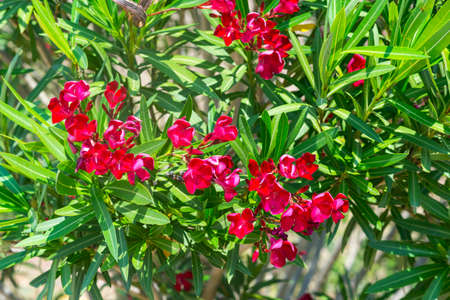 Flowered oleander in Herault (Languedoc-Roussillon, France) at spring (june)