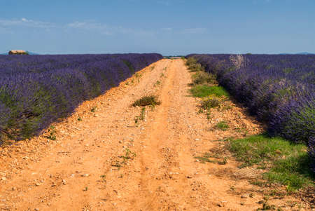 Plateau de Valensole (Alpes-de-Haute-Provence, Provence-Alpes-Cote d'Azur, France), fields of lavenderの写真素材