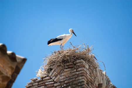 Storks in their nest on a roof of Almudevar, historic village in Aragon (Spain) at summerの写真素材