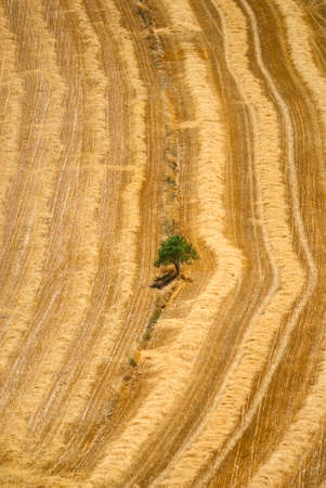 Country landscape from Cervera (Catalunya, Spain) at summer. Lonely treeの写真素材