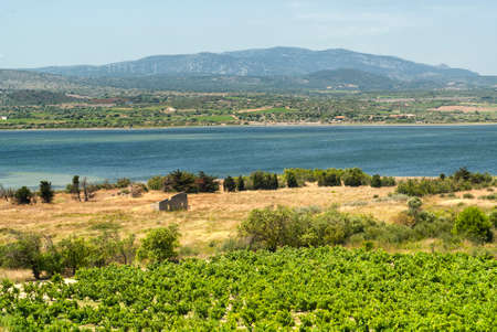 Summer landscape in Languedoc-Roussillon (France) near Perpignan at summerの写真素材