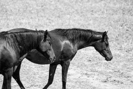 Arabian horse in a ranch of Catalunya (Spain). Black and whiteの写真素材