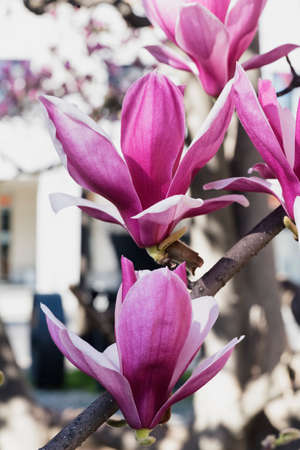 Flowered magnolia in Biassono (Monza, Brianza, Lombardy, Italy) at early springの写真素材