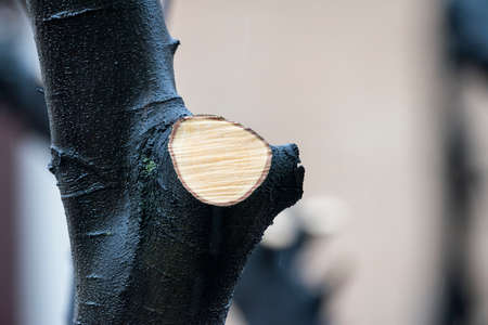 Celtis Australis tree with cut branch in Milan (Lombardy, Italy) at winterの写真素材