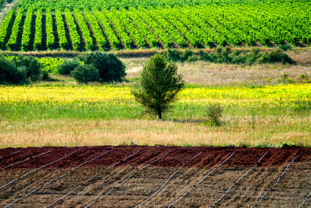 Vineyard in Languedoc-Roussillon, France) near Montpellier at summerの写真素材