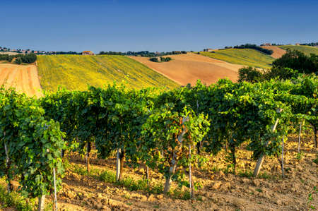 Country landscape in Marches (Italy) at summer: vineyardの写真素材