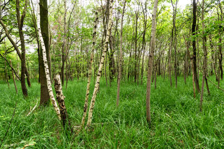 The natural park of Groane (Milan, Lombardy, Italy).