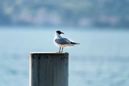 Bellano (Lecco, Lombardy, Italy) and the lake of Como (Lario) at summer: bird on a poleの写真素材