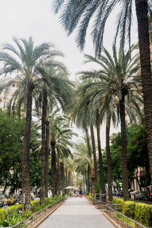 Valencia (Spain), gardens in the Avenida del Regne de Valencia at evening