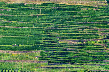 View of Valtellina from the road to Passo Aprica (Sondrio, Lombardy, Italy) at summer. Vineyardsの写真素材