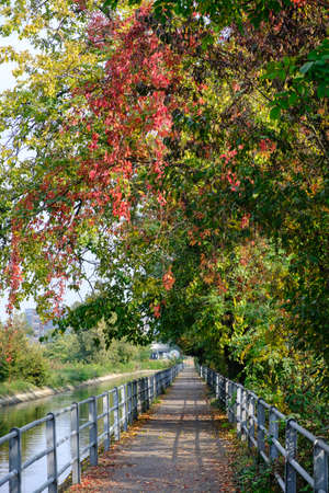 Monza (Brianza, Lombardy, Italy): road for pedestrian and bicycle along the canal Villoresi at fall