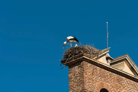 Leon (Castilla y Leon, Spain): a stork in the nest at top of an old church belfry along the Calle Conde Luna, at summerの写真素材