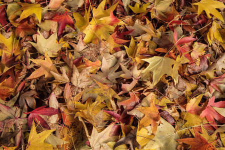 Milan (Lombardy, Italy): the colors of the autumn