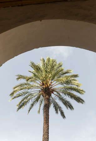 Cordoba (Andalucia, Spain): courtyard of the medieval cathedral known as mezquita-catedral, with various trees. Arch and palm treeの写真素材