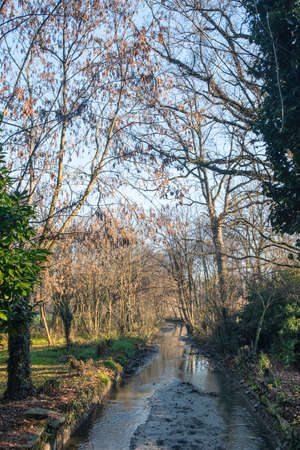Monza (Brianza, Lombardy, Italy): the park at december (late fall)の写真素材