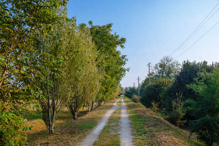 Park of Grugnotorto (Lombardy, Italy), between Milan and Brianza, in autumn. A path for bicycle and pedestrianの写真素材