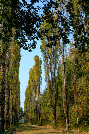 Milan (Lombardy, Italy): a path in the park known as Parco Nord in octoberの写真素材