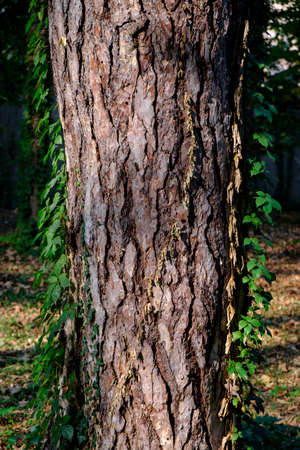 Monza (Brianza, Lombardy, Italy) :  the park in autumnの写真素材