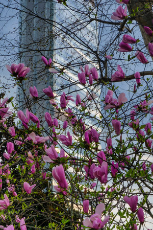 Milan (Lombardy, Italy): the skyscraper known as Allianz Building in the new CItylife area (Tre Torri), with blossomsのeditorial素材