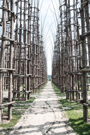The so called vegetal cathedral, built near Lodi (Lombardy, Italy)の写真素材
