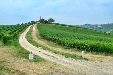 Rural landscape at summertime along the road from Ganaghello to Vicobarone (Piacenza, Emilia Romagna, Italy), in the Tidone valley. Vineyardsの写真素材